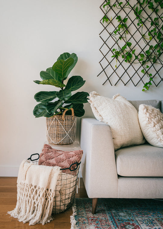 Prepare Your Houseplants for Spring