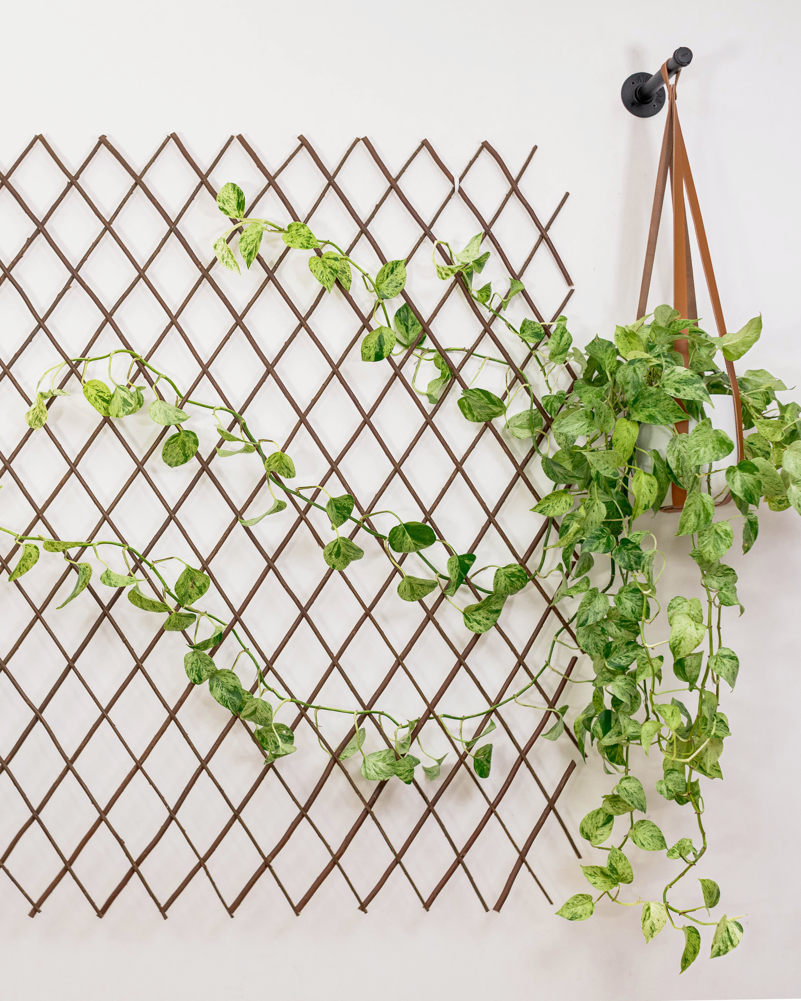 pothos wall trellis Plant Wall Kit With Trellis for Live and Faux Plants – ORANA HOME