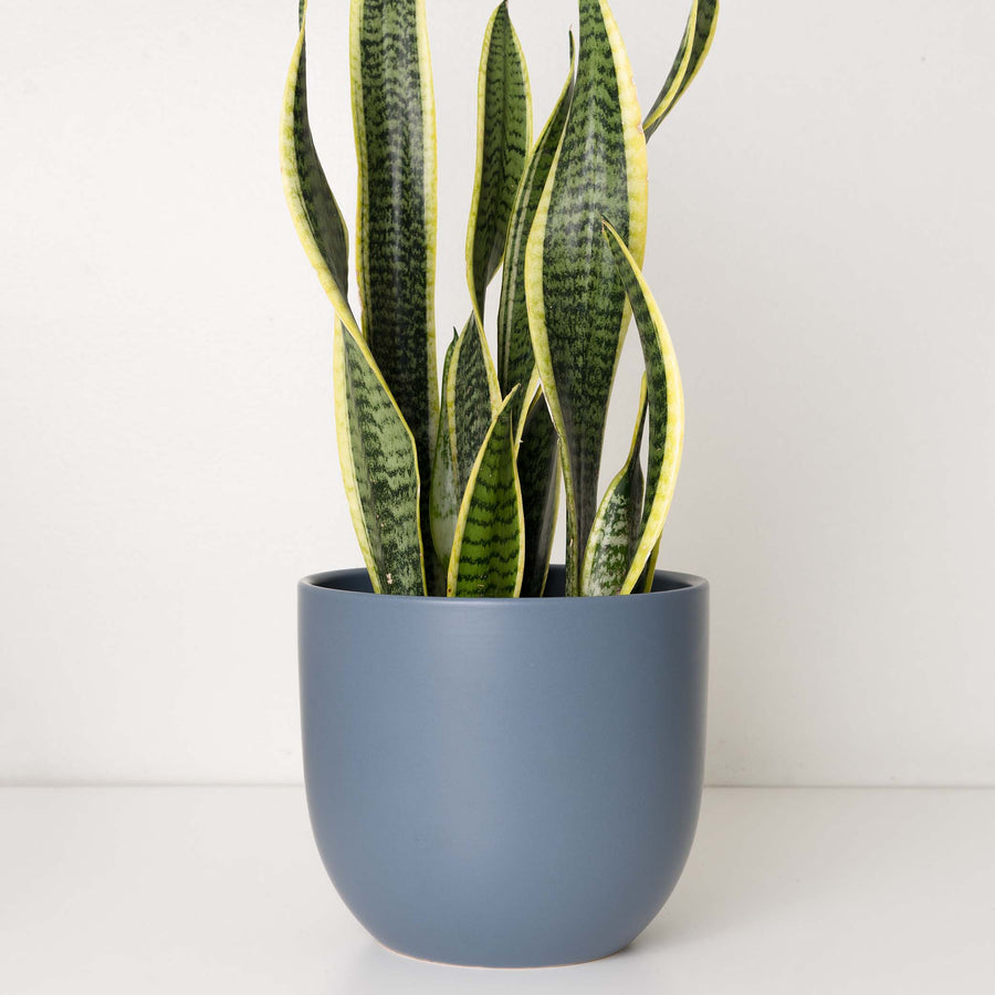 indigo plant pots Ceramic Planter