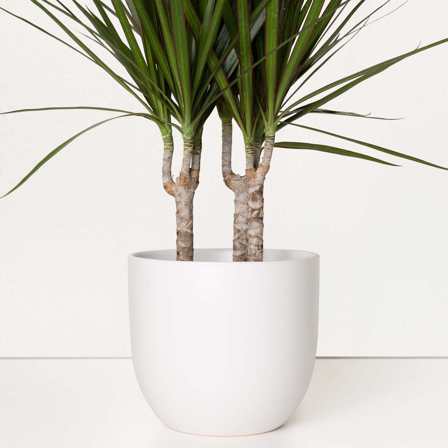 ceramic white pot plant Ceramic Planter